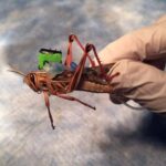 Insect Brain : ఇన్‌సెక్ట్ బ్రెయిన్‌తో రోబో తయారీ..
