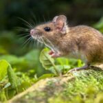 Mice : ఆ ఎలుకకు ఇద్దరు తండ్రులు.. ఎలా సాధ్యమంటే..?