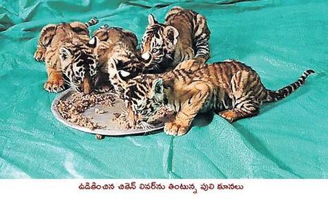 Tiger: ఆపరేషన్ 'మదర్ టైగర్'.. నల్లమల్లలో 'T108E'  హంట్...