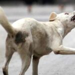 Dog: మరో బాలుడిపై వీధికుక్క దాడి.. నగరంలో కుక్క బతుకు..