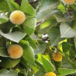 Kadamba Tree:ఆంజనేయుడి పుట్టుక వెనుక కదంబ వృక్షం!