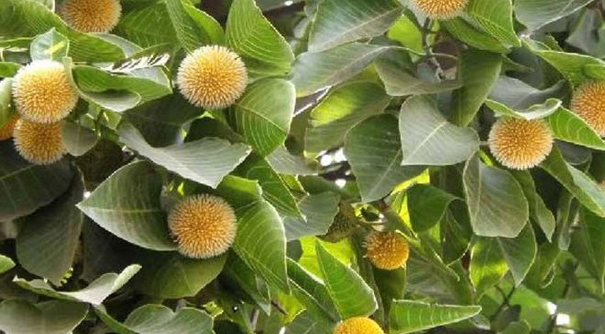 Kadamba Tree:ఆంజనేయుడి పుట్టుక వెనుక కదంబ వృక్షం!