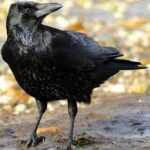 The Crow:- తొలి ముద్ద కాకికే పెట్టాలా..