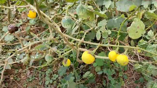Hair Growth Tips : బట్టతలపై జుట్టు వచ్చేలా చేసే మొక్క ఇదే!