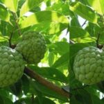 Custard Apple Tree : సీతాఫలం చెట్టు ఇంట్లో ఉండవచ్చా..