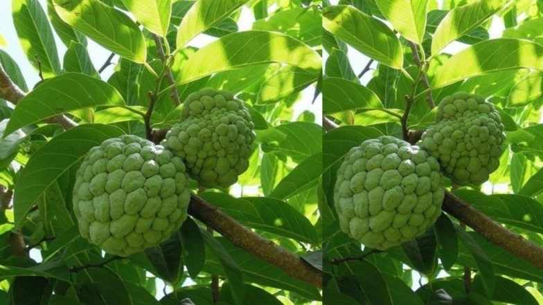 Thursday Sentiment:- గురువారం లక్కీ డే గా మారుతుందిలా…