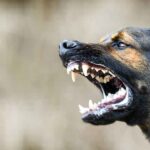 Dogs: అదనపు కలెక్టర్‌పై కుక్కల దాడి.. తీవ్రగాయాలు.. ఎక్కడంటే?