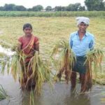 TS Rains: అకాల వర్షం.. ఎంత నష్టం? ఎంత కష్టం?