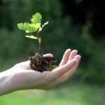 Plant Disease:- మొక్కల సమస్యలను తెలుసుకునే కొత్త టెక్నాలజీ..