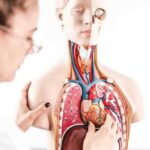 Regeneretive Medicine:- అవయవాలను మామూలుగా మార్చే రీజెనరేటివ్ మెడిసిన్..