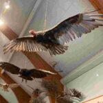 Taxidermic birds:- మరణించిన పక్షుల శరీరాలతో ప్రయోగం..