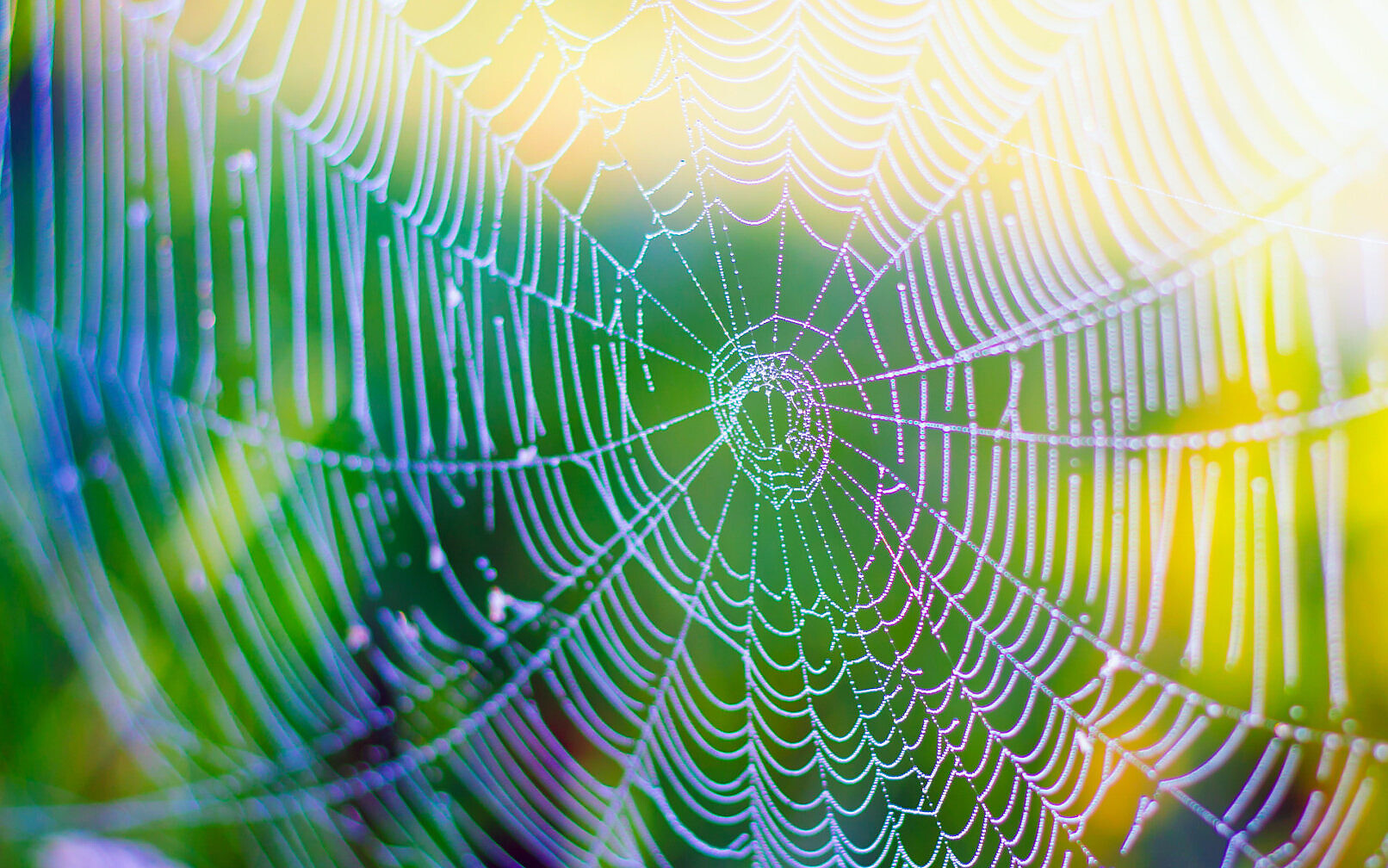 Synthetic Spider Silk:- స్పైడర్ సిల్క్‌తో క్లాతింగ్ ఇండస్ట్రీలో కొత్త ప్రయోగాలు..