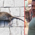 Rat : ఎలుకను చంపిన వ్యక్తిపై కేసు.. 30 పేజీల ఛార్జిషీట్..