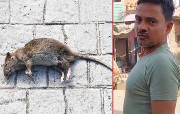 Rat : ఎలుకను చంపిన వ్యక్తిపై కేసు.. 30 పేజీల ఛార్జిషీట్..