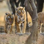 Tigers : భారత్ లో పులులు గాండ్రింపు.. దేశంలో ఎన్ని ఉన్నాయో తెలుసా..?
