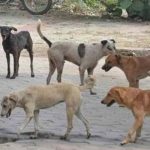 Boy : వీధి కుక్కలకు మరో బాలుడి బలి.. కాజీపేటలో దారుణం..