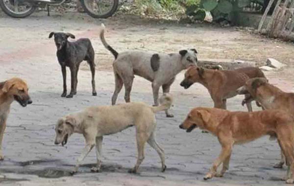 Avinash Reddy : మరోసారి విచారణకు అవినాష్ రెడ్డి దూరం.. సీబీఐ యాక్షన్ పై టెన్షన్..