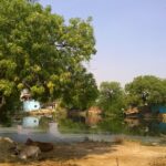 Trees :- చెట్లను కూడా పూజించే ఆచారం ఎప్పటి నుంచి మొదలైంది…