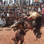 Cock Fight: జల్లికట్టుకు ఓకే.. మరి, కోడి పందాలకు..?