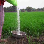 Fertilizers:- కొత్త రకం ఎరువుల తయారీ.. డిమాండ్‌ను అందుకోవడం కోసం...