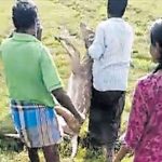 AP News: దుప్పిని చంపి.. వండుకు తిన్న వైసీపీ నేతలు!.. ఏపీలో కలకలం..