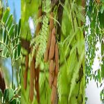 Tree Shadow: ఈ చెట్ల నీడ ఇంటిపై అసలు పడకూడదా….?