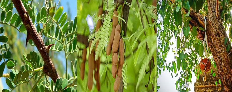 Eruvaka Pournami : ఏరువాక పౌర్ణమి రోజు మర్రిచెట్టును పూజిస్తే….