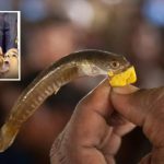 Fish Medicine: చేపమందు షురూ.. రెండు రోజుల పాటు పంపిణీ..