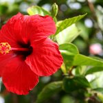 Hibiscus Flower  Benefits : మందార పువ్వుతో పుష్క‌లంగా లాభాలు
