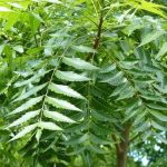 Neem Leaves : వేప ఆకులతో వంద‌ల రోగాలు న‌యం