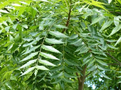 Neem Leaves : వేప ఆకులతో వంద‌ల రోగాలు న‌యం