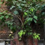Raavi Tree : ఇంట్లో రావి చెట్టు పెరిగితే చెడు సంకేతమేనా?