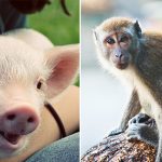 Animal Transmitted Diseases : అడవి పందులు, కోతుల వల్ల ప్రమాదకరమైన వ్యాధులు వ్యాప్తి..