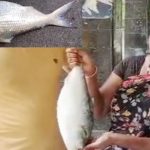 Pulasa : పులసల సీజన్ వచ్చేసింది.. తొలి చేప రేట్ ఎంతో తెలుసా..?
