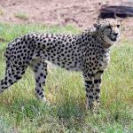 Cheetah: చిరుతా చిరుతా ఎందుకు చనిపోతున్నావ్?