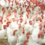 Bird Flu: ప్రపంచానికి మరో వైరస్ ముప్పు.. ఆ దేశం నుంచే వ్యాప్తి..