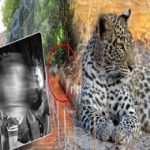Leopard Attack : కోలుకున్న చిరుత దాడిలో గాయపడిన బాలుడు.. ఆస్పత్రి నుంచి డిశ్చార్జ్‌..