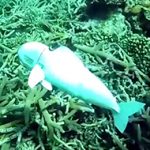 Robotic Fish : ప్రపంచంలోనే మొదటి రోబో ఫిష్.. సముద్రాలను కాపాడడానికి..