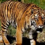 World Tigers Day: నేడు వరల్డ్‌ టైగర్స్‌ డే.. పెద్దపులుల సంరక్షణే లక్ష్యం..