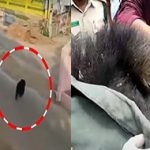 Bear in Karimnagar : చిక్కిన ఎలుగుబంటి.. ఊపిరి పీల్చుకున్న జనం..