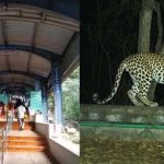 Chirutha caught in Tirumala : బోనులో చిక్కిన చిరుత.. నడకదారిలో ఆంక్షలు..