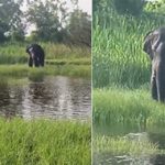 Elephant in Chittoor: ఆపరేషన్ గజ..  ఆ ఏనుగును బంధించేందుకు ప్రయత్నాలు..