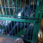 Bear caught in Srisailam: బోనులో చిక్కిన ఎలుగుబంటి.. శ్రీశైలం నుంచి వెలుగోడు తరలింపు..