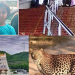 Tirumala tiger attack today: చిరుత దాడి.. చిన్నారి మృతి.. తిరుమలలో విషాదం..