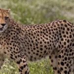 TS Leopard News : చెట్టెక్కిన చిరుత.. ప్రజల్లో భయం భయం..