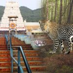 Tirumala Tiger News : నడకదారిలో చిరుతలేంటి? స్మగ్లర్ల పనేనా!?