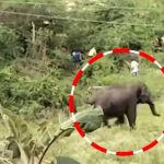Chittoor Elephant attack: ముగ్గురిని చంపిన ఏనుగు.. ఆపరేషన్ గజ గజ..