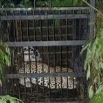 Tirumala news: చిక్కిన మరో చిరుత.. ఇక నడకమార్గం సేఫేనా..?