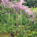 daisugi : అటవీ కవచం దాయ్‌సుగి!