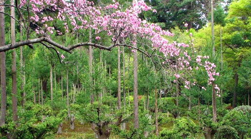 daisugi : అటవీ కవచం దాయ్‌సుగి!